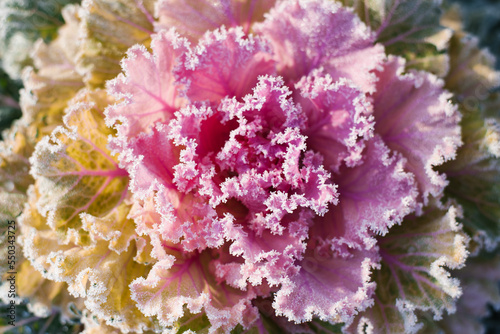 Colorful blooming ornamental cabbage flower (cauliflower) with frost