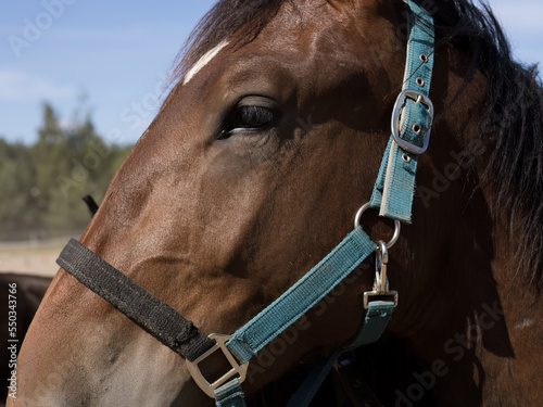 Horse head, beautiful domestic animal, horse bridle, harness worn over the head. Horse used as a driving school for young people and children. Horse on the pasture, on the paddock