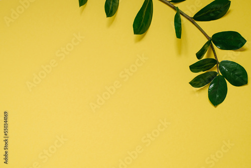 Zamiokulkas flower on a yellow background with a copy space. Flat lay