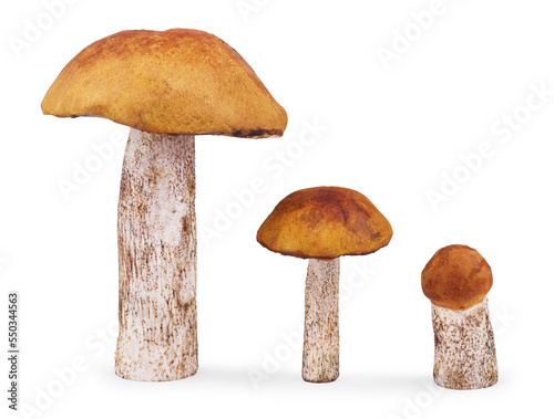 Fresh forest edible mushrooms on a white background