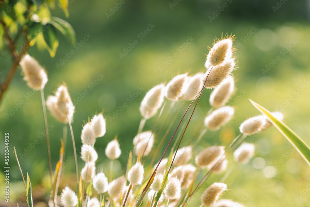 Hare-tail grass grows in the garden in summer