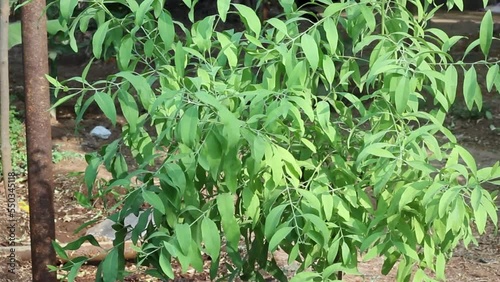 A close view of young sandalwood plant inside nursery farm photo