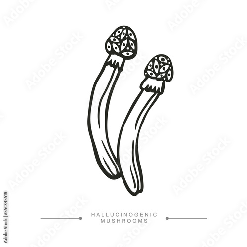 A group of two toxic magical hallucinogenic mushrooms. Black and white drawing of psilocybin mushrooms. Vector illustration