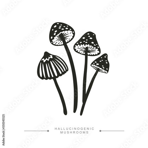 Black and white drawing of psilocybin mushrooms. A group of toxic magical hallucinogenic mushrooms. Vector illustration