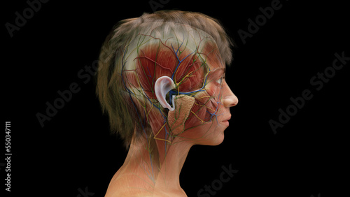3d rendered medical illustration of a woman's facial muscles. photo