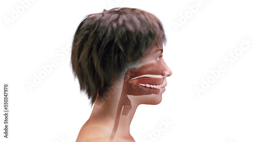 3d rendered medical illustration of a woman's upper airway