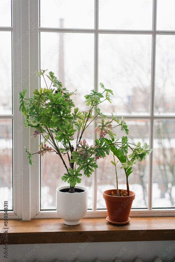Fototapeta premium Indoor plants on the windowsill in the living room as a decor