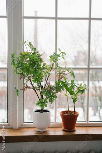 Indoor plants on the windowsill in the living room as a decor