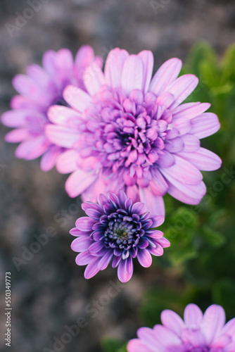 Lilac terry flowers of osteospermum in summer in the garden