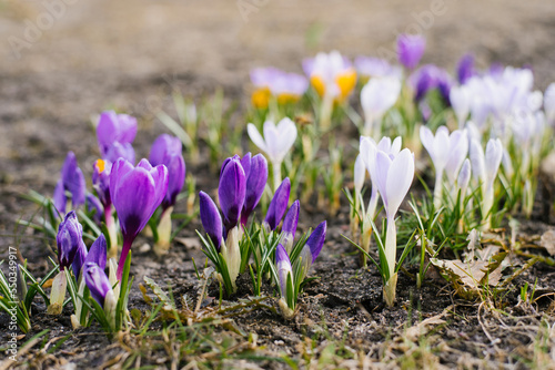 Spring, growing flowers, crocuses and reviving nature
