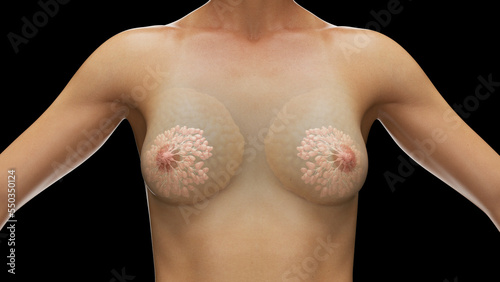 3d rendered medical illustration of the mammary glands photo