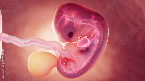 3d rendered medical illustration of cardiovascular system of 7 week old embryo photo