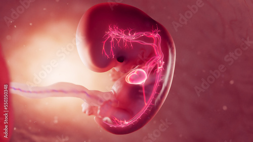 3d rendered medical illustration of cardiovascular system of 8 week old embryo photo
