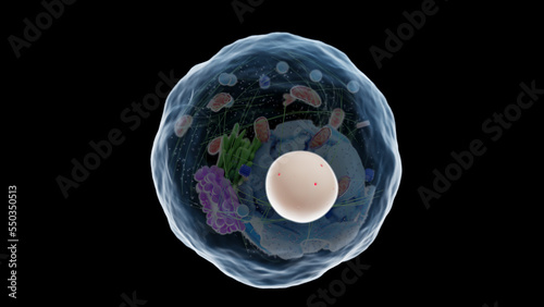 3d rendered medical illustration of the nucleus photo
