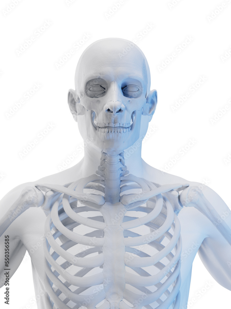 3d rendered medical illustration of the skeletal system 3d rendered medical illustration of the skeletal system