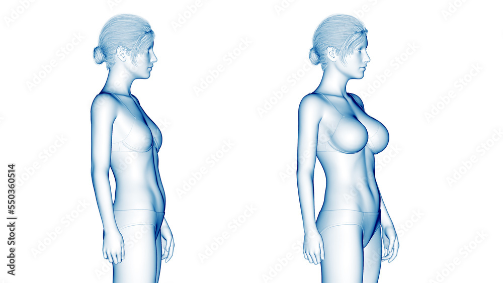 3d rendered medical illustration of a tall female body Stock