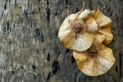 Pterocarpus macrocarpus seeds on wood background nature tree photo