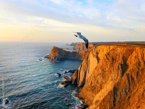 Seagull Arrifana ocean coas...