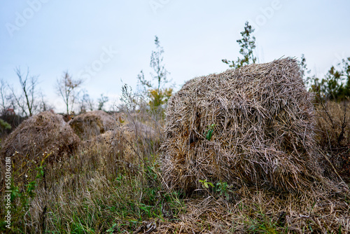 rolled haystack on the field