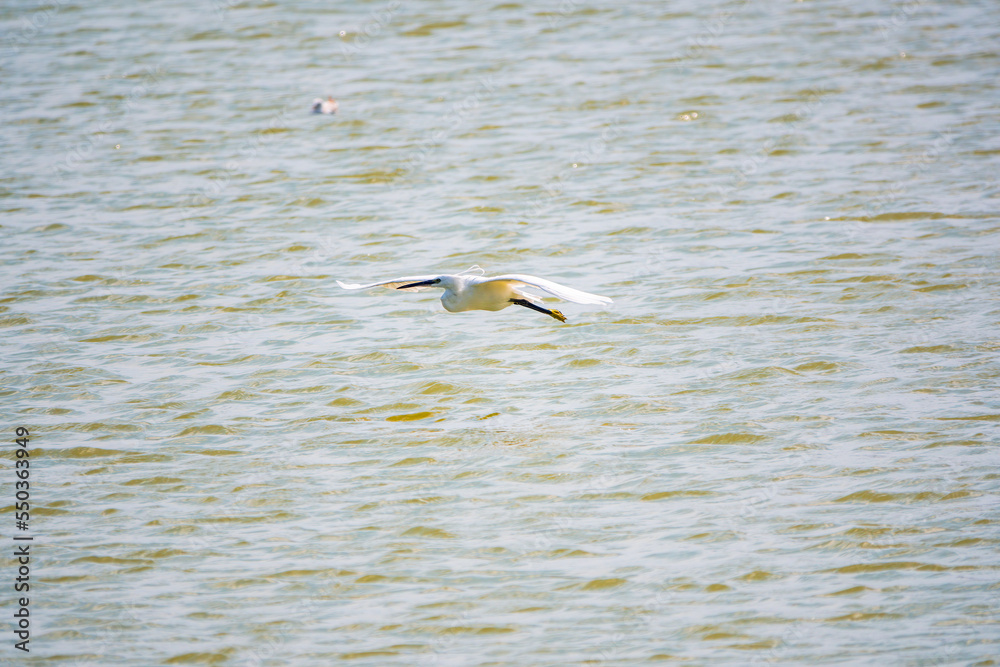 The flight of the little egret or Small White Heron. The flight of the little egret or Small White Heron.