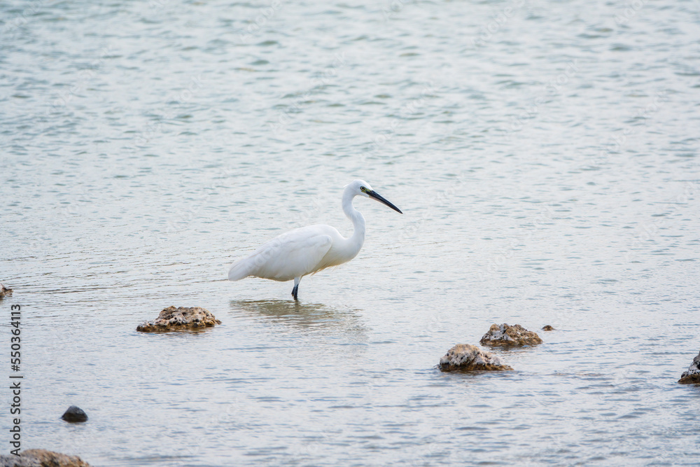 The small white heron or Little egret stands in the lake The small white heron or Little egret stands in the lake