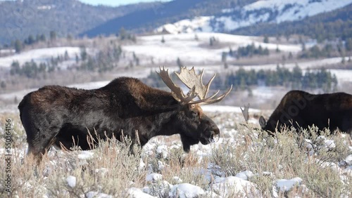 Bull Moose in snow covered field in Wyoming during winter as other moose graze the field in the Grand Teton wilderness.