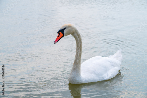 Graceful white Swan swimming in the lake, swans in the wild. Portrait of a white swan swimming on a lake.