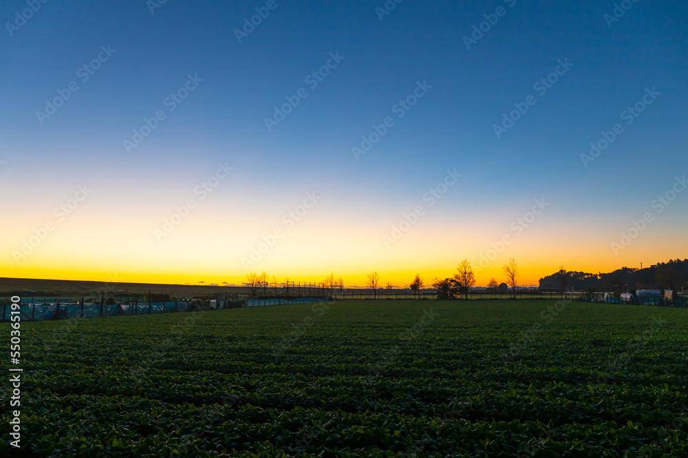 Obraz premium 夜明け前の畑