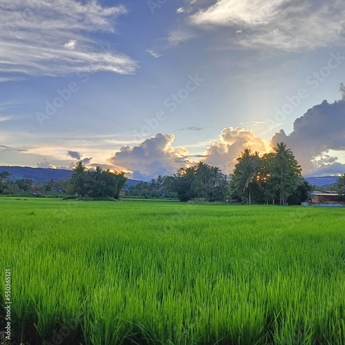 sunrise over the field