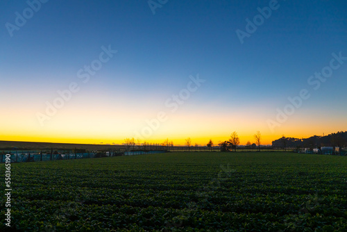 夜明け前の畑 © Ryo Yamashita
