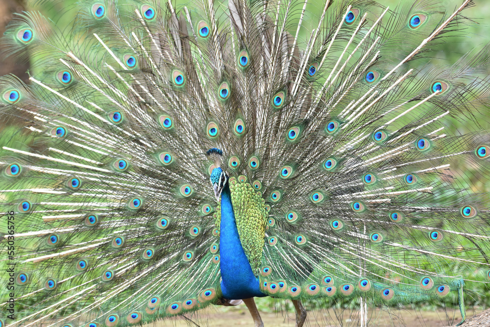 Obraz premium peacock with feathers out