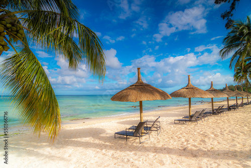 beach with palm trees