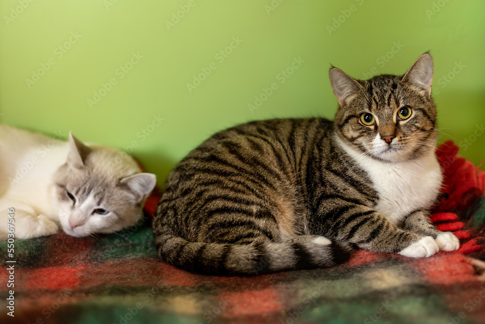 Fototapeta premium Cats lie on a blanket in a cage. Green background