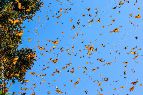 Monarch butterflies  Danaus plexippus  are flying on the background of the blue sky in a park El Rosario  Reserve of the Biosfera Monarca. Angangueo  State of Michoacan  Mexico