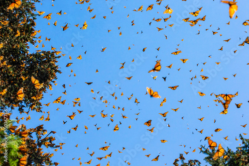Photography Monarch butterflies (Danaus plexippus) are flying on the background of the blue sky in a park El Rosario, Reserve of the Biosfera Monarca
