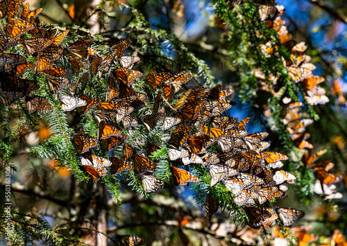 Colony of Monarch butterflies (Danaus plexippus) are sitting on pine branches in a park El Rosario, Reserve of the Biosfera Monarca. Angangueo, State of Michoacan, Mexico