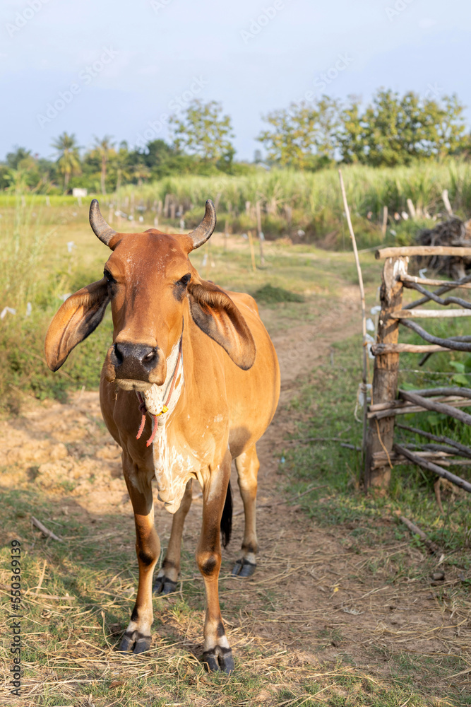 brown cow standing in a farm at cowshed in the countryside on agriculture livestock farm brown cow standing in a farm at cowshed in the countryside on agriculture livestock farm