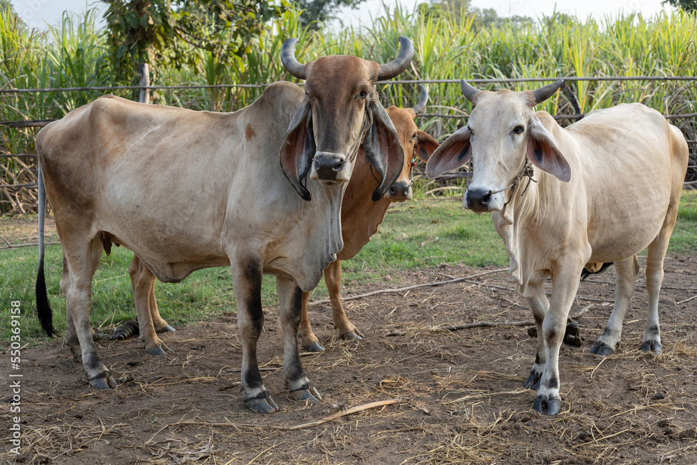 two cows in a farm at cowshed in the countryside on agriculture livestock farm