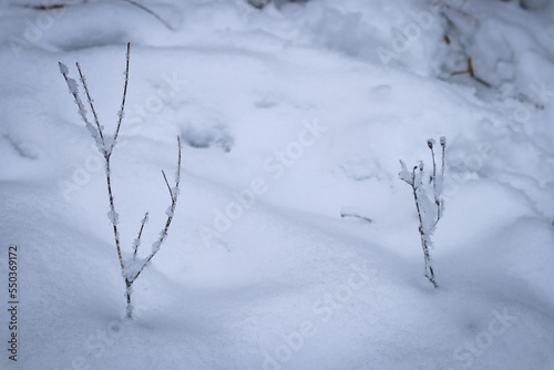 Snow covered branches, frozen plant in winter