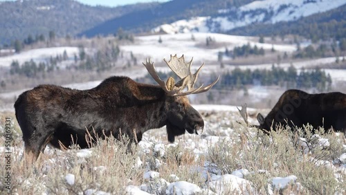 Bull Moose in snow covered field in Wyoming during winter as other moose graze the field in the Grand Teton wilderness.