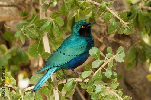 Bilde på lerret Closeup shot of a Greater blue-eared starling bird -  Lamprotornis chalybaeus
