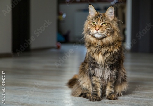 Maine coon cat in the apartment