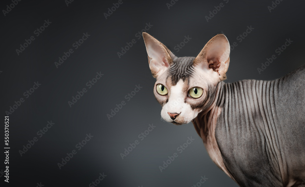 Sphynx cat on dark background. Head shot of naked cat looking at camera curiously. Hairless bi-color, white and lavender, male cat with big yellow eyes and large ears. Selective focus. Copy space.