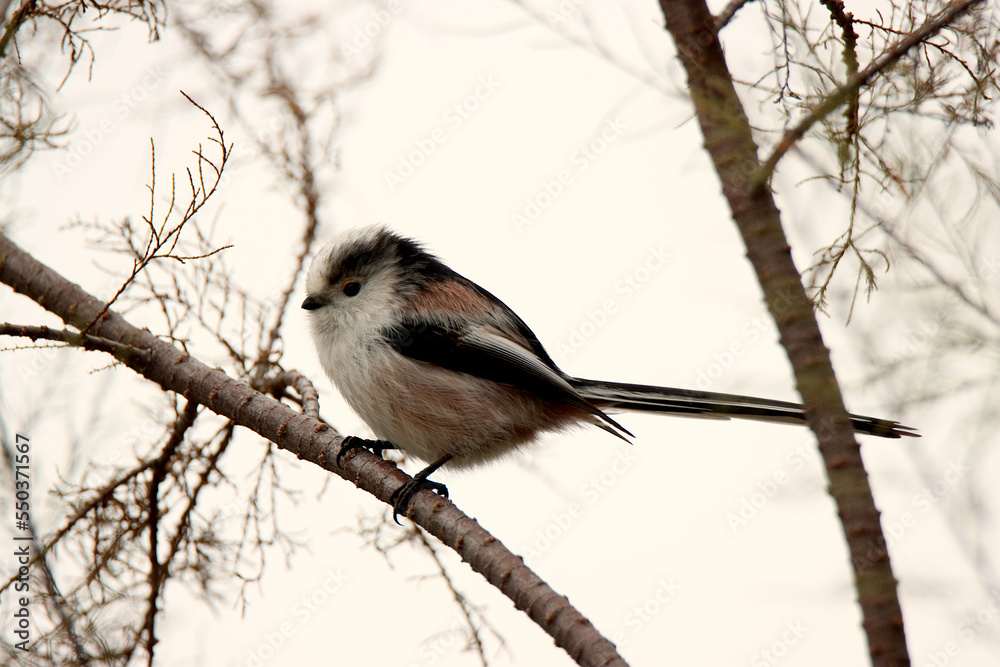 bushtit on wood bushtit on wood