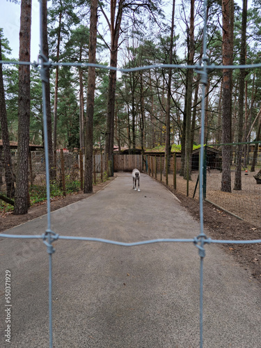 Polar deer walk behind the fence. Seeing a buck during the daytime at the zoo.
