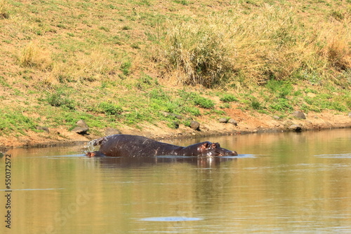 hippopotamus with a little baby hippo in a lake in kruger park in south africa