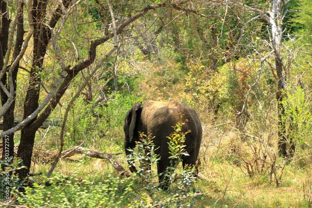 Fototapeta premium Kruger National Park. South Africa. A wild African Elefant in the bushland