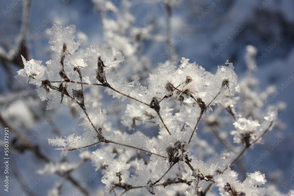 Thin branches covered with fluffy fresh snow