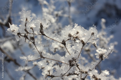 Thin branches covered with fluffy fresh snow © Ольга Лопашова