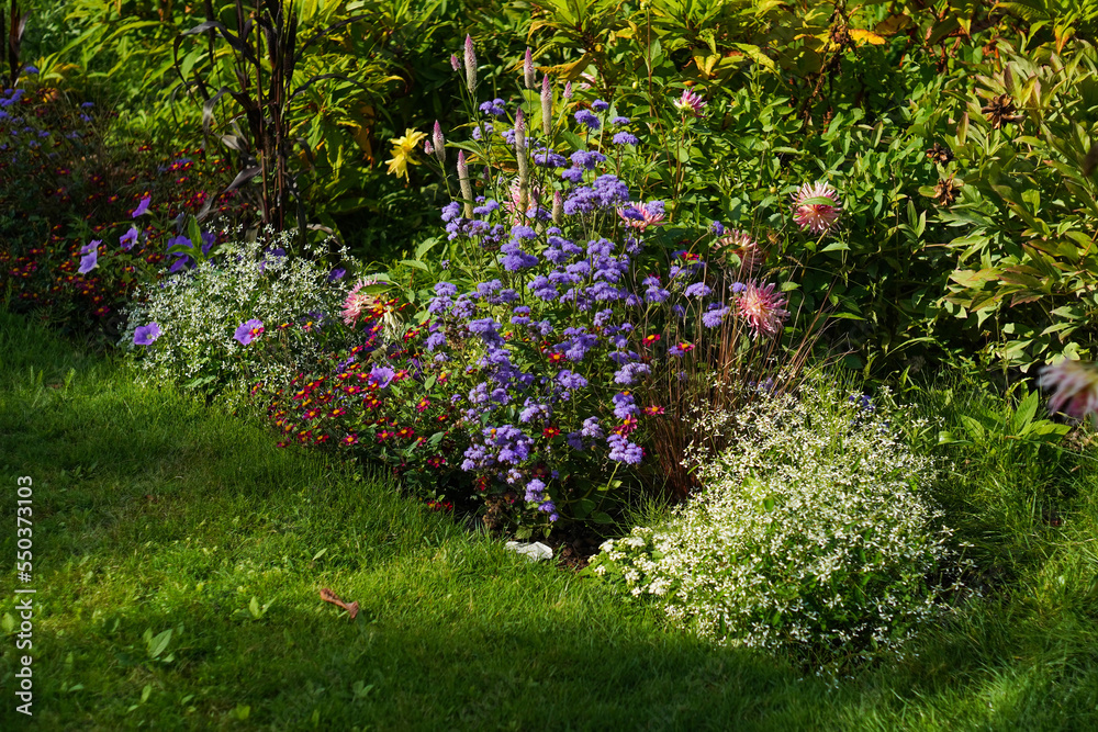 Naklejka premium flowers in the garden